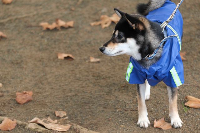 柴犬に癒される！ドラマ＆映画「柴公園」オフショット＜全48枚＞（3枚目）