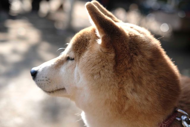 柴犬に癒される！ドラマ＆映画「柴公園」オフショット＜全48枚＞（5枚目）