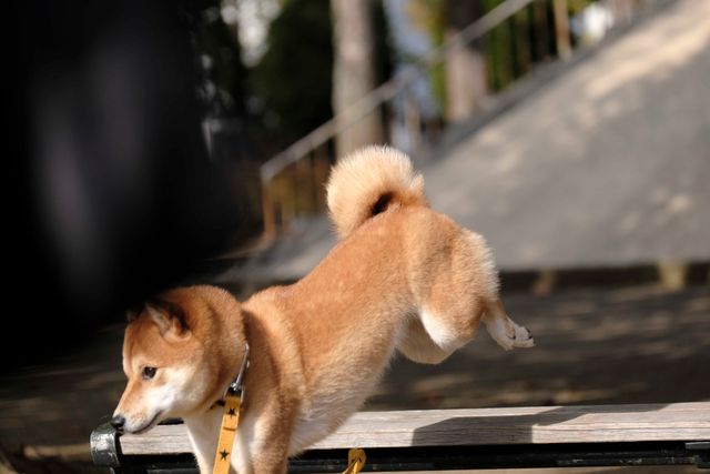 柴犬に癒される！ドラマ＆映画「柴公園」オフショット＜全48枚＞（9枚目）