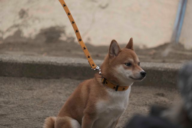柴犬に癒される！ドラマ＆映画「柴公園」オフショット＜全48枚＞（12枚目）