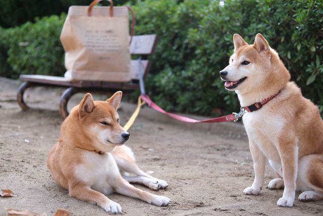 柴犬に癒される！ドラマ＆映画「柴公園」オフショット＜全48枚＞（13枚目）
