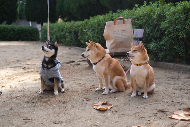 柴犬に癒される！ドラマ＆映画「柴公園」オフショット＜全48枚＞（14枚目）