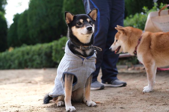 柴犬に癒される！ドラマ＆映画「柴公園」オフショット＜全48枚＞（15枚目）