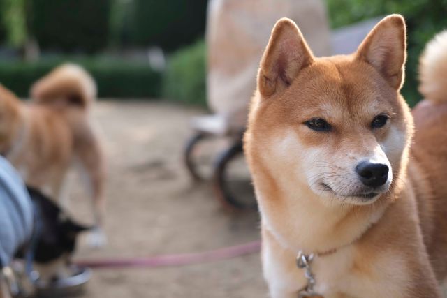 柴犬に癒される！ドラマ＆映画「柴公園」オフショット＜全48枚＞（16枚目）