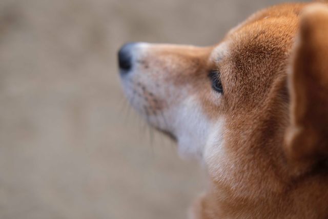 柴犬に癒される！ドラマ＆映画「柴公園」オフショット＜全48枚＞（17枚目）