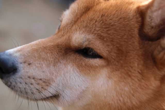 柴犬に癒される！ドラマ＆映画「柴公園」オフショット＜全48枚＞（18枚目）