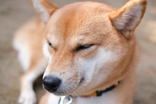 柴犬に癒される！ドラマ＆映画「柴公園」オフショット＜全48枚＞（20枚目）