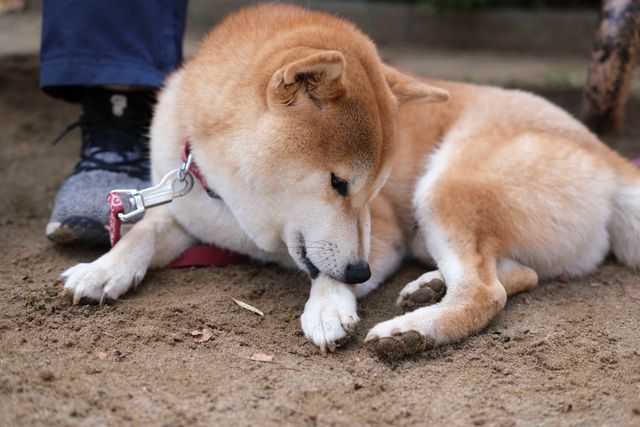 柴犬に癒される！ドラマ＆映画「柴公園」オフショット＜全48枚＞（21枚目）