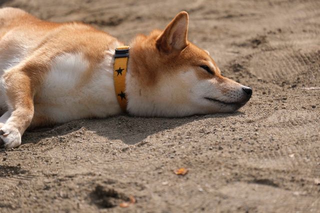 柴犬に癒される！ドラマ＆映画「柴公園」オフショット＜全48枚＞（22枚目）