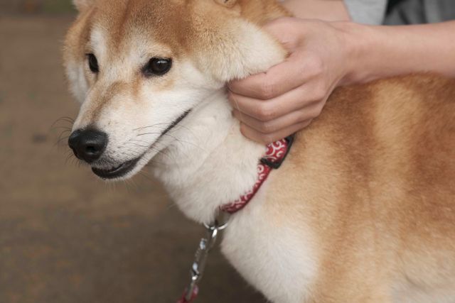 柴犬に癒される！ドラマ＆映画「柴公園」オフショット＜全48枚＞（23枚目）