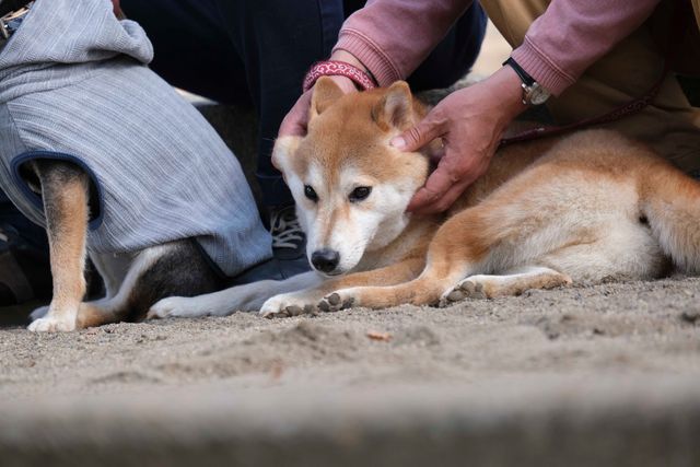 柴犬に癒される！ドラマ＆映画「柴公園」オフショット＜全48枚＞（26枚目）