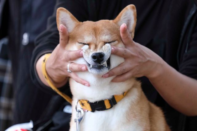 柴犬に癒される！ドラマ＆映画「柴公園」オフショット＜全48枚＞（27枚目）