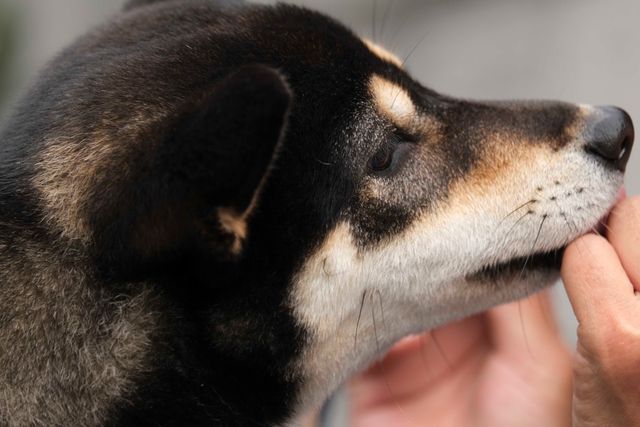 柴犬に癒される！ドラマ＆映画「柴公園」オフショット＜全48枚＞（29枚目）