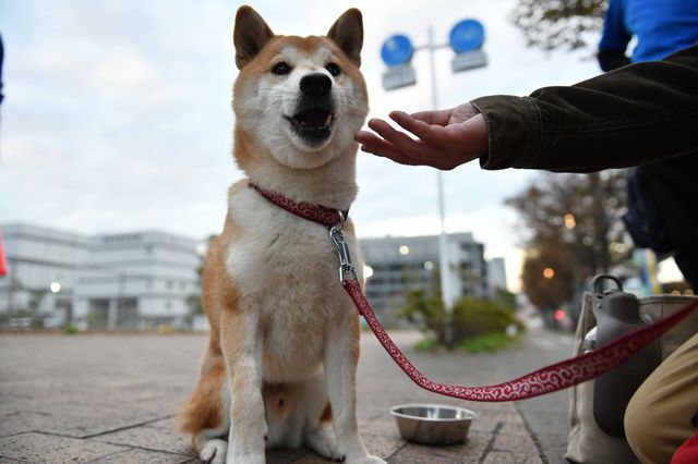 柴犬に癒される！ドラマ＆映画「柴公園」オフショット＜全48枚＞（30枚目）