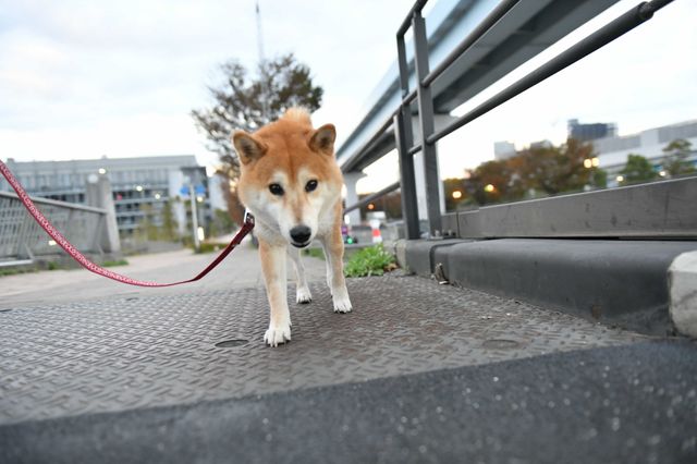 柴犬に癒される！ドラマ＆映画「柴公園」オフショット＜全48枚＞（31枚目）