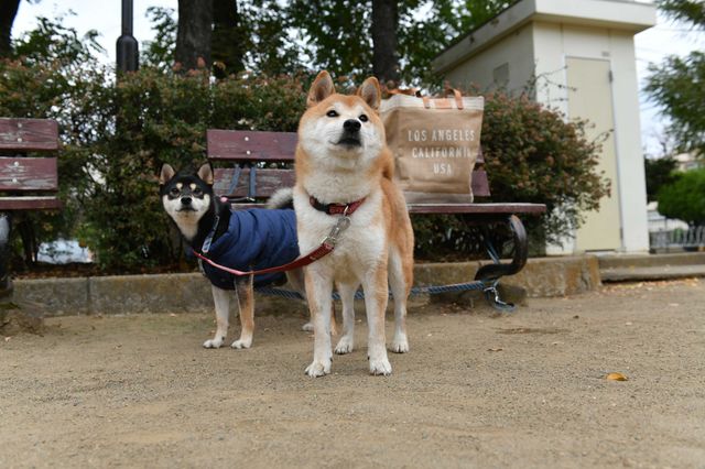 柴犬に癒される！ドラマ＆映画「柴公園」オフショット＜全48枚＞（32枚目）