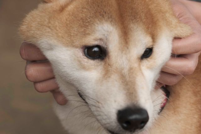 柴犬に癒される！ドラマ＆映画「柴公園」オフショット＜全48枚＞（33枚目）