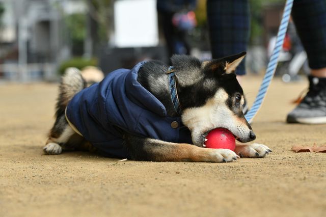 柴犬に癒される！ドラマ＆映画「柴公園」オフショット＜全48枚＞（34枚目）