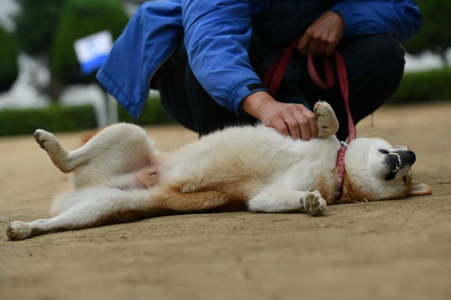 柴犬に癒される！ドラマ＆映画「柴公園」オフショット＜全48枚＞（35枚目）
