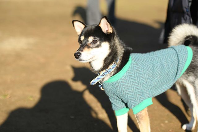 柴犬に癒される！ドラマ＆映画「柴公園」オフショット＜全48枚＞（36枚目）