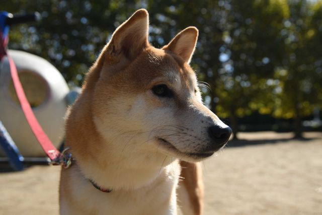 柴犬に癒される！ドラマ＆映画「柴公園」オフショット＜全48枚＞（39枚目）
