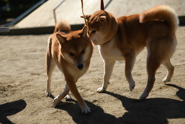 柴犬に癒される！ドラマ＆映画「柴公園」オフショット＜全48枚＞（40枚目）