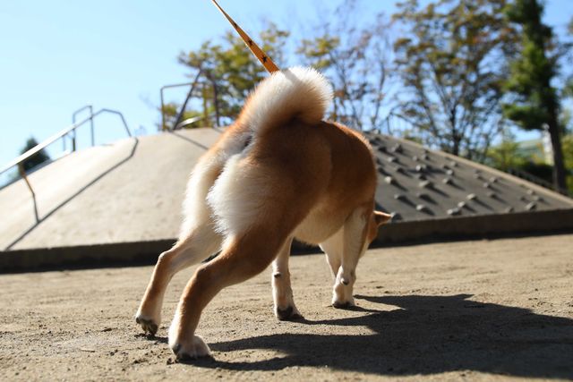 柴犬に癒される！ドラマ＆映画「柴公園」オフショット＜全48枚＞（41枚目）
