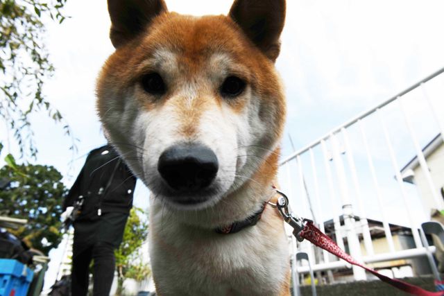 柴犬に癒される！ドラマ＆映画「柴公園」オフショット＜全48枚＞（42枚目）