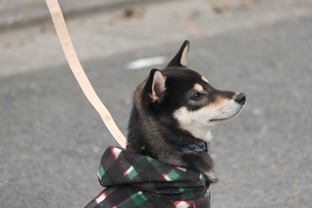 柴犬に癒される！ドラマ＆映画「柴公園」オフショット＜全48枚＞（43枚目）