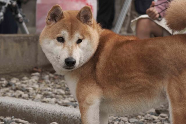 柴犬に癒される！ドラマ＆映画「柴公園」オフショット＜全48枚＞（45枚目）