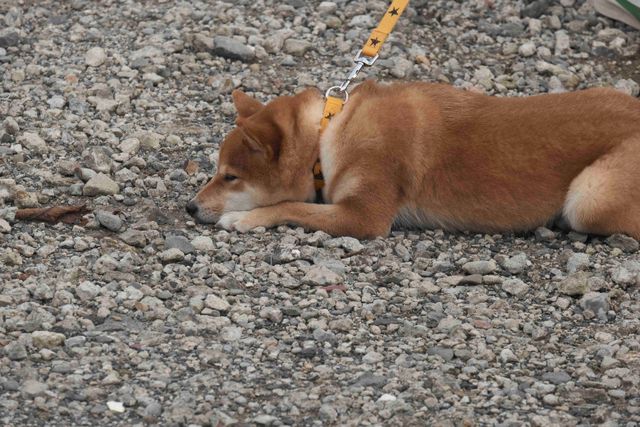 柴犬に癒される！ドラマ＆映画「柴公園」オフショット＜全48枚＞（46枚目）