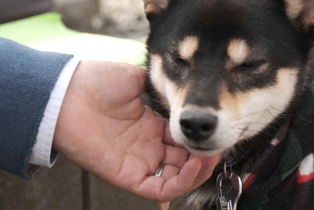 柴犬に癒される！ドラマ＆映画「柴公園」オフショット＜全48枚＞（47枚目）