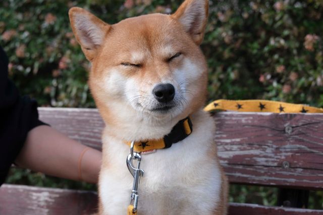 柴犬に癒される！ドラマ＆映画「柴公園」オフショット＜全48枚＞（48枚目）