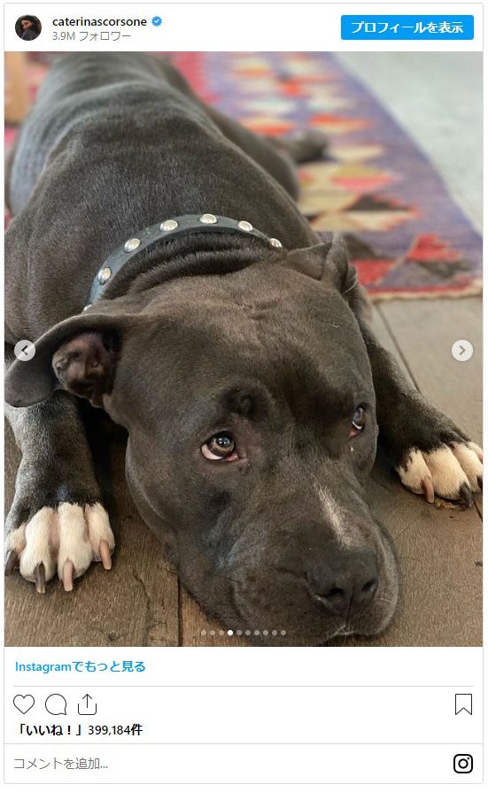 「グレイズ・アナトミー」カテリーナ・スコーソンの子供＆ペットたち、そして全焼した自宅（4枚目）