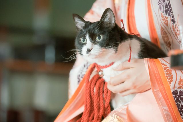 かわいすぎる！「光る君へ」新たな猫・小鞠登場（2枚目）