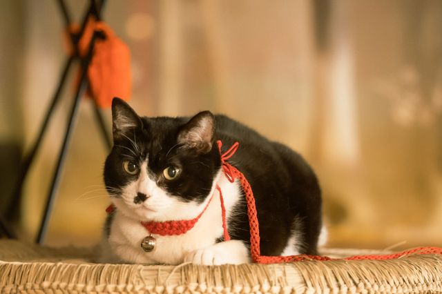 かわいすぎる！「光る君へ」新たな猫・小鞠登場（3枚目）