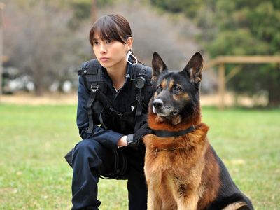 戸田恵梨香 東日本大震災でも活躍する警備犬描く Dog Police で女性警察官役 警備犬の存在を多くの方に伝えたい シネマトゥデイ