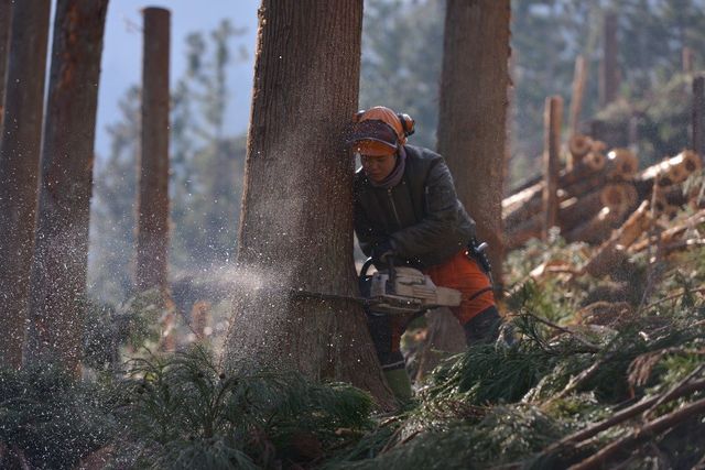 3月3日12:50上映。『林こずえの葉』は、新米林業作業員・林こずえを通して、近代林業の現状を映し出す。『祖谷物語-おくのひと-』の蔦哲一朗監督が、三たび地元・徳島にカメラを向けた。