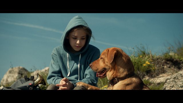 犬、犬、犬！映画『ホワイト・ゴッド（英題） / White God』フォトギャラリー（2枚目）