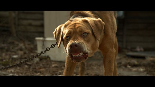 犬、犬、犬！映画『ホワイト・ゴッド（英題） / White God』フォトギャラリー（3枚目）