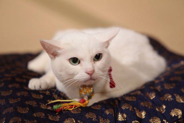 くつろぐ白猫に癒やされる…！「猫侍」フォトギャラリー：フォトギャラリー