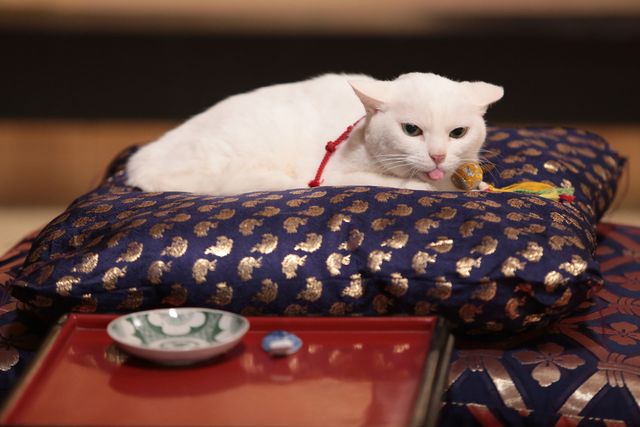 くつろぐ白猫に癒やされる…！「猫侍」フォトギャラリー（2枚目）