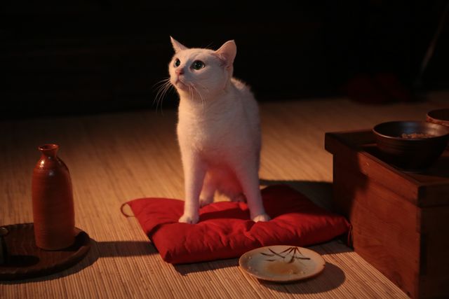 くつろぐ白猫に癒やされる…！「猫侍」フォトギャラリー（6枚目）