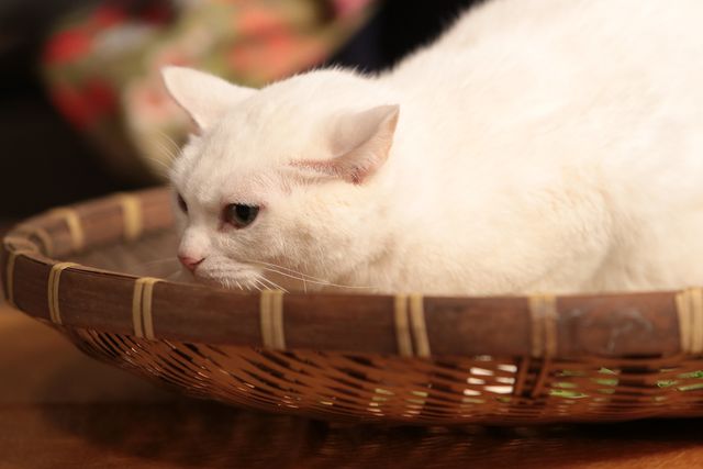 くつろぐ白猫に癒やされる…！「猫侍」フォトギャラリー（7枚目）