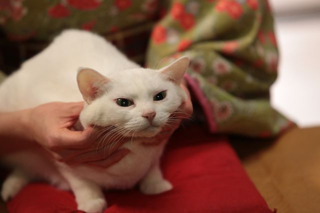 くつろぐ白猫に癒やされる…！「猫侍」フォトギャラリー（8枚目）