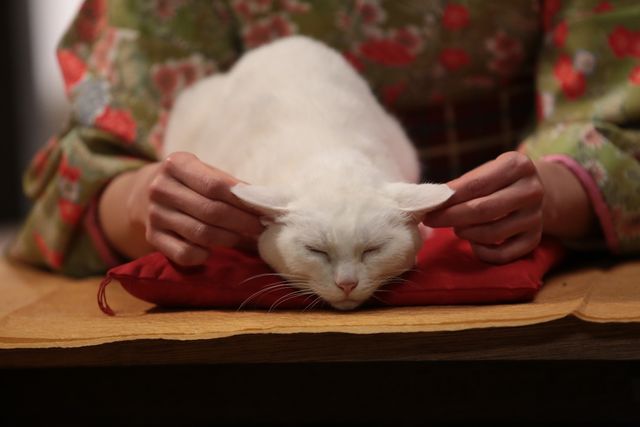 くつろぐ白猫に癒やされる…！「猫侍」フォトギャラリー（9枚目）