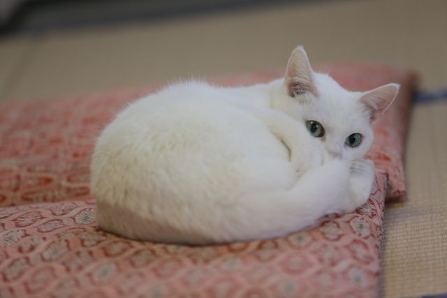 くつろぐ白猫に癒やされる…！「猫侍」フォトギャラリー（10枚目）