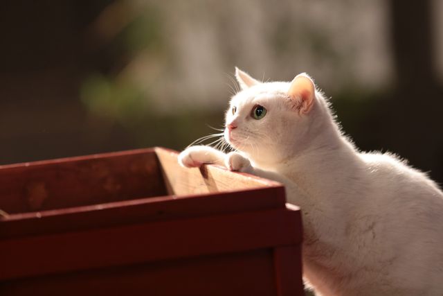 くつろぐ白猫に癒やされる…！「猫侍」フォトギャラリー（13枚目）
