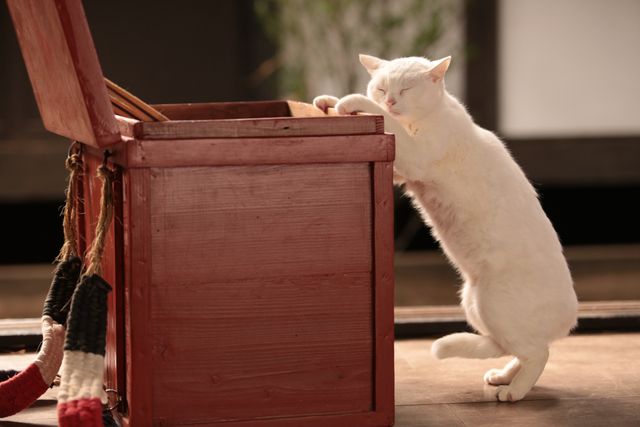 くつろぐ白猫に癒やされる…！「猫侍」フォトギャラリー（14枚目）