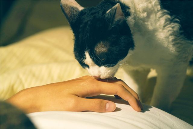 福士蒼汰のあったかい表情『旅猫リポート』場面写真（3枚目）